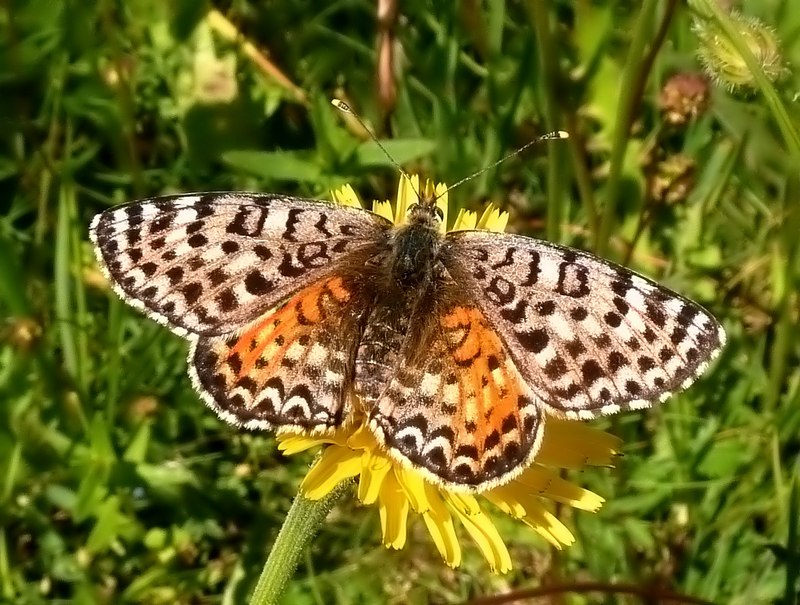 femmine di didyma...